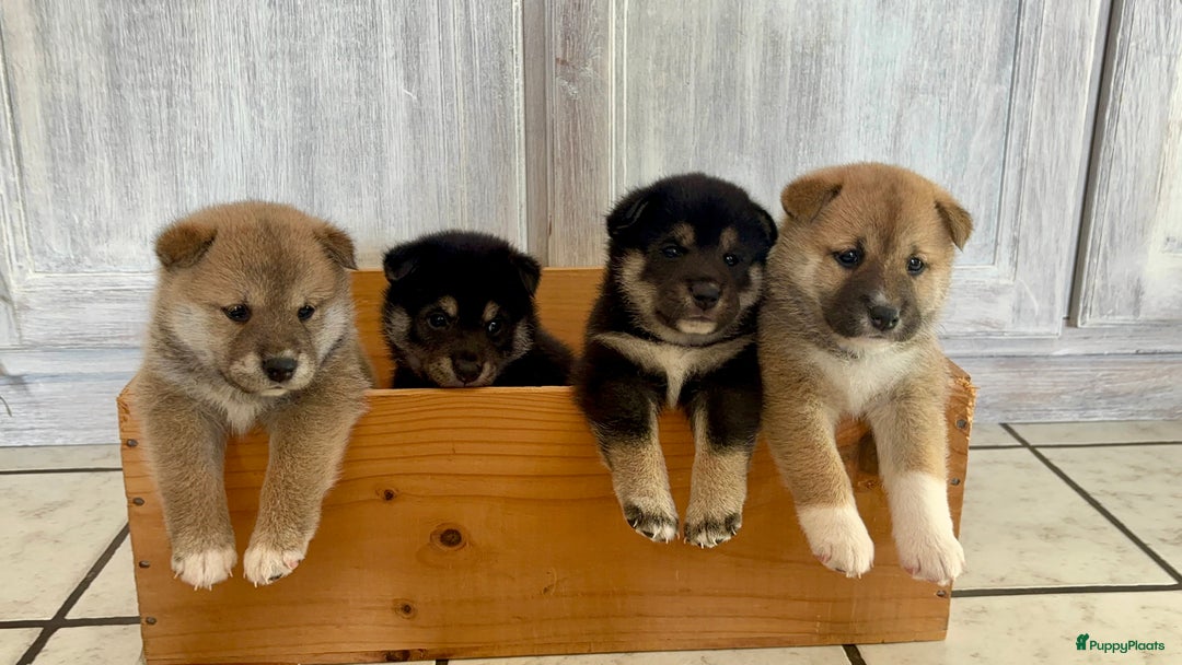 Shiba honden te koop: Shiba inu in Genk - Afbeelding 8