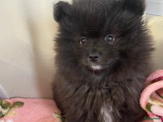 Pomeriaan honden Een prachtige pomeriaan/dwergkees pup, reu💙 - Advertentie 2