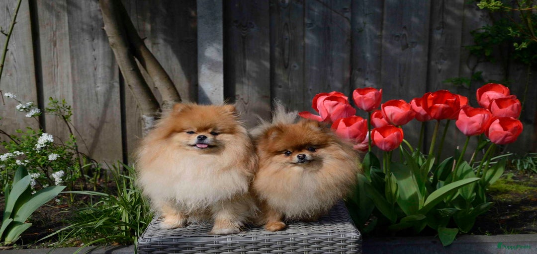 Galerij afbeelding {{count}}