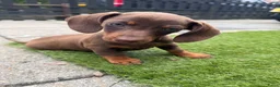 Teckel (korthaar)  honden te koop: Kaninchen x dwerg teckel - Advertentie 19