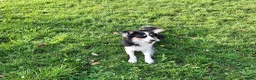 Kruising honden te koop: Bordecolie australian shepherd  - Advertentie 4
