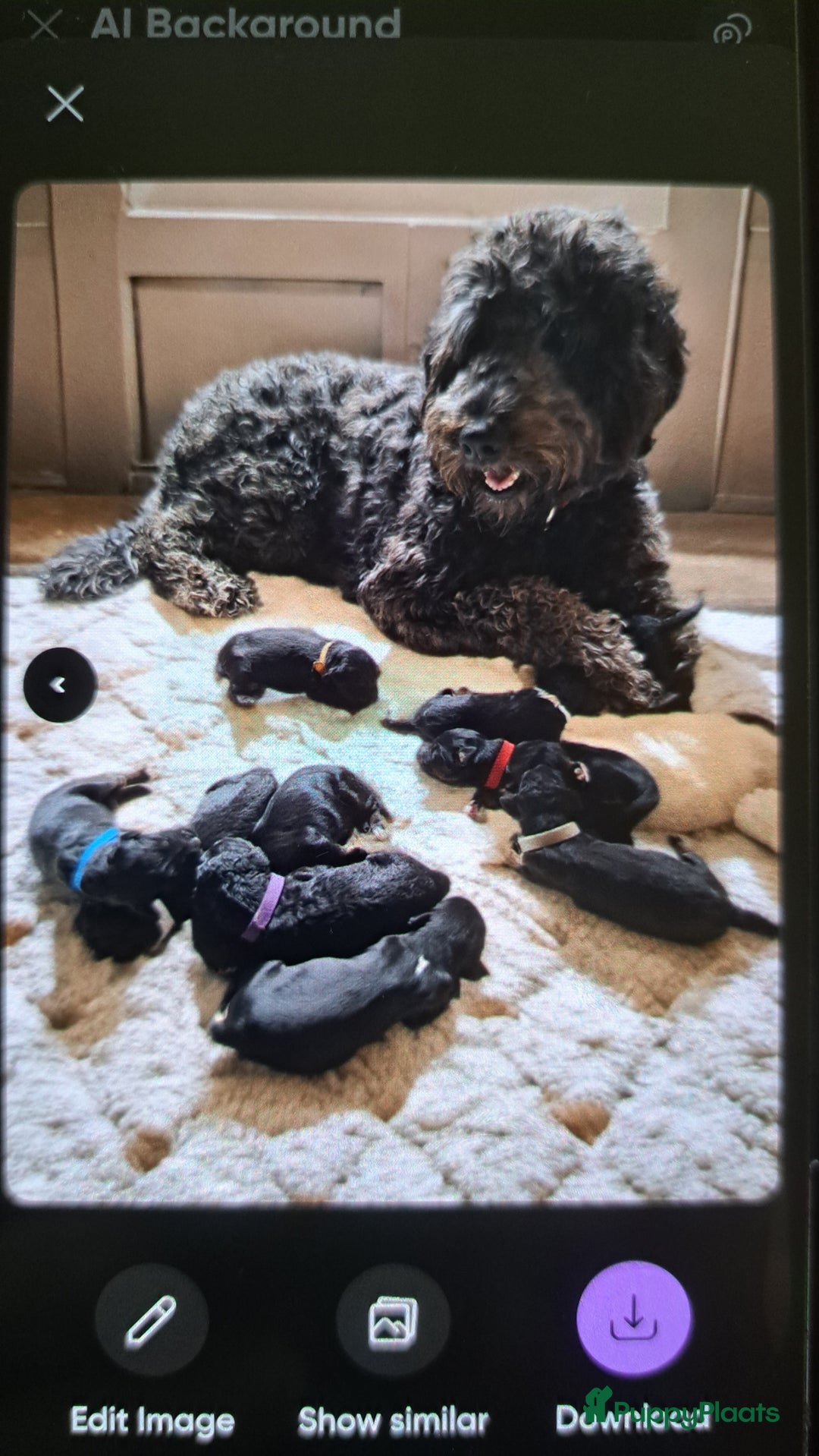 Bernedoodle honden te koop: Bernedoodles multigen - Afbeelding 7