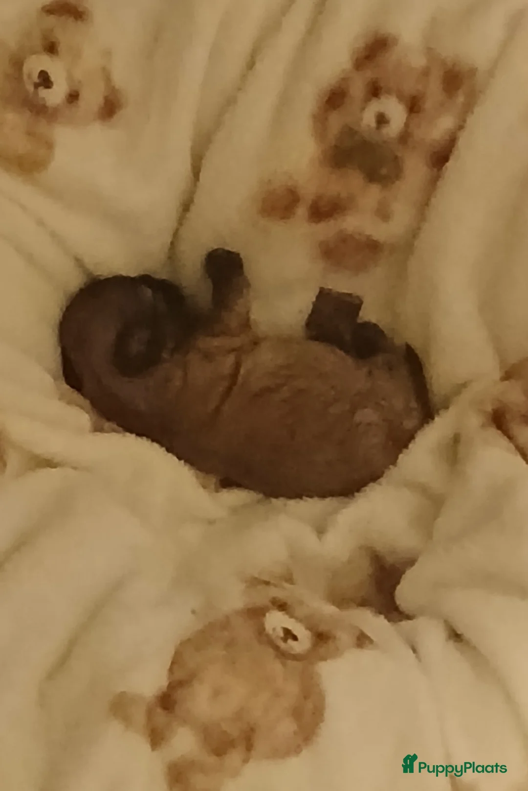 Kruising honden te koop: Shih tzu x Pekingees pupje - Advertentie 5