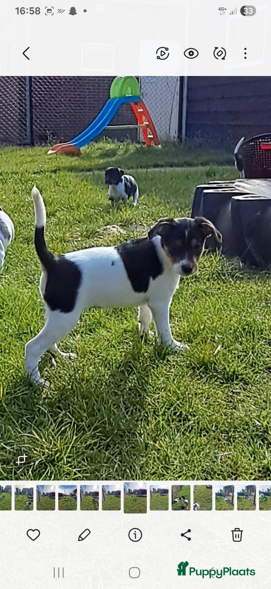 Foxhound honden 2 ondeugende boeren Fox pups - Advertentie 1