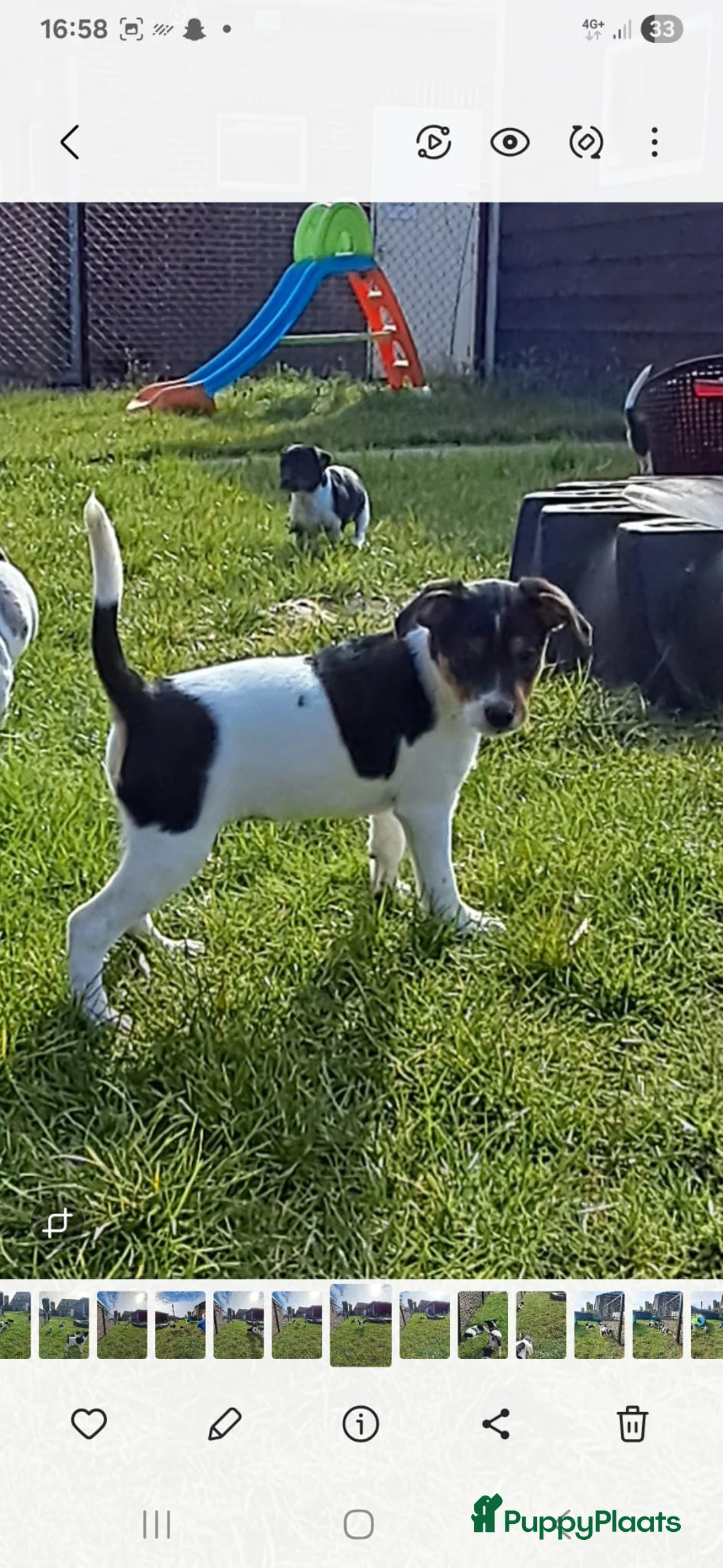 Foxhound honden te koop: 2 ondeugende boeren Fox pups - Advertentie 1