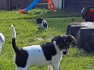 Foxhound honden te koop: 2 ondeugende boeren Fox pups - Advertentie 1