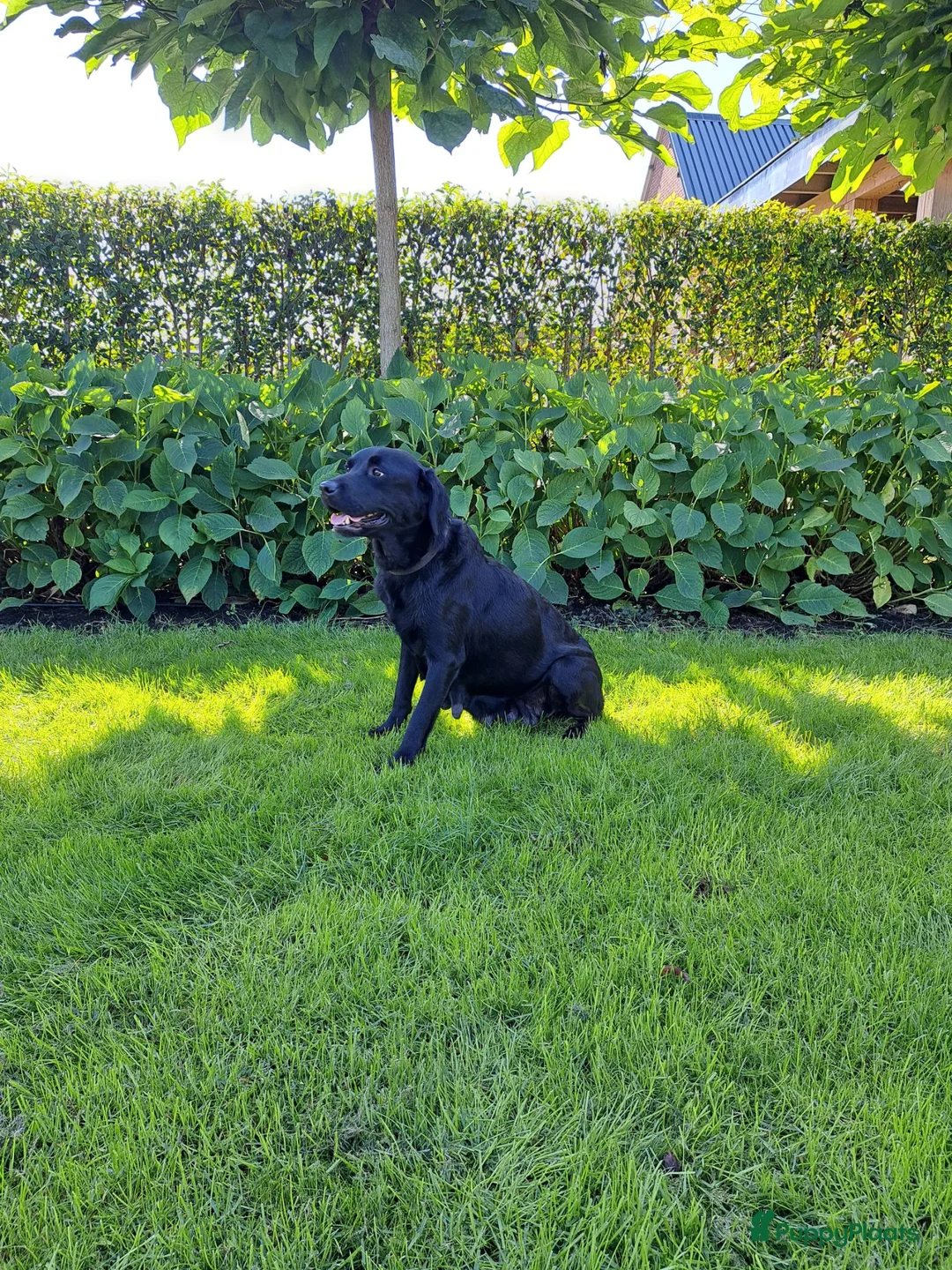 Kruising honden te koop: Labrador x berner sennen / boulab - Advertentie 6