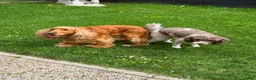 Cockapoo honden te koop: Cockapoo’s pups  - Advertentie 2