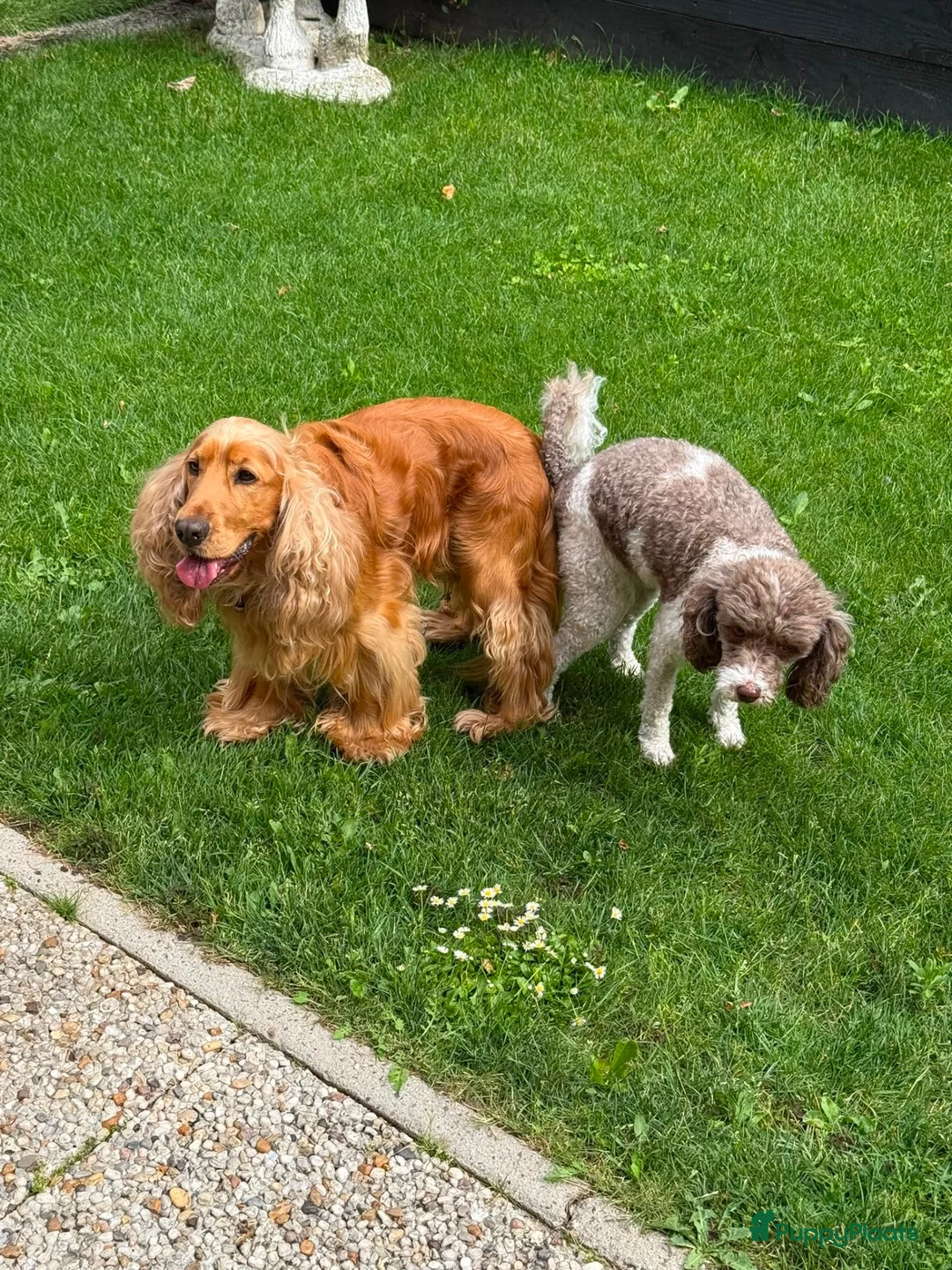 Cockapoo honden te koop: Cockapoo’s pups  - Advertentie 2