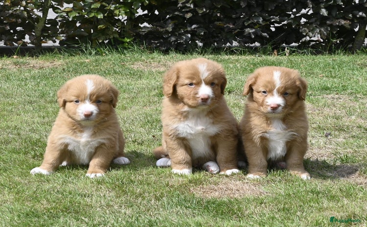 Nova Scotia Duck Tolling Retriever honden - Advertentie 2