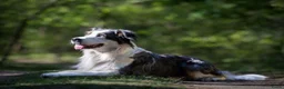Australian Shepherd honden ter dekking: Dekreu Australian Shepherd blue merle in Ermelo - Advertentie 5