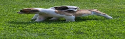 Amerikaanse Bulldog honden te koop: Mooie en gezonde Amerikaanse bulldog pups - Advertentie 14