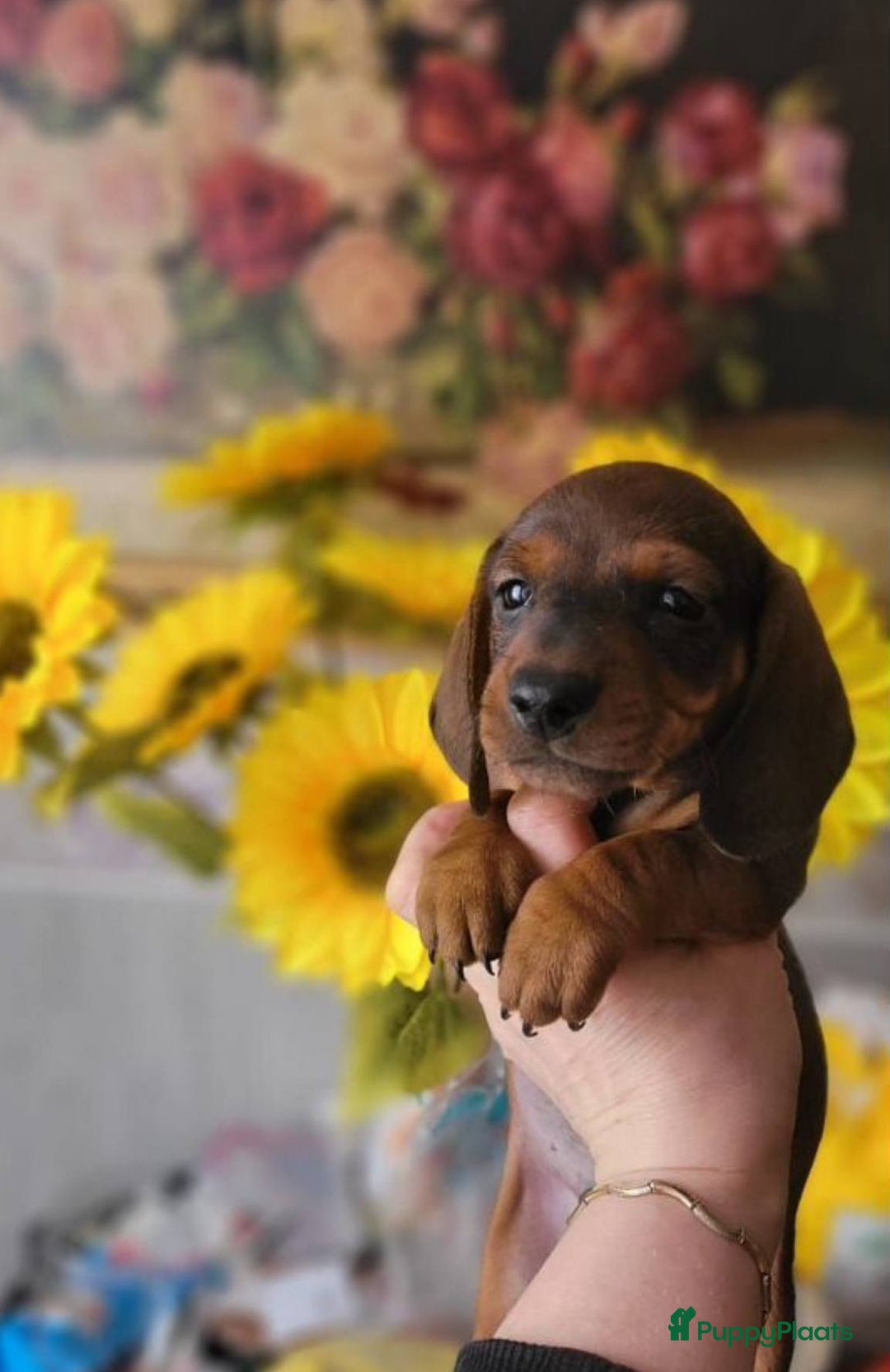 Teckel (korthaar)  honden te koop: Meerdere Teckel pups - Advertentie 2