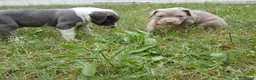 Amerikaanse Bully honden te koop: American Bully XL - Advertentie 12