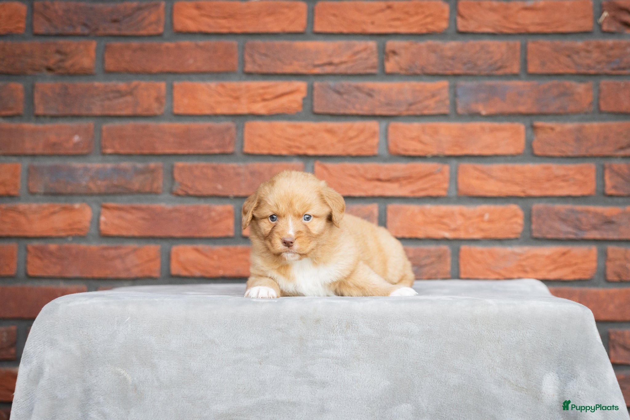 Nova Scotia Duck Tolling Retriever honden Super gesocialiseerd Toller Pups! - Advertentie 2