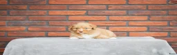 Nova Scotia Duck Tolling Retriever honden te koop: Super gesocialiseerd Toller Pups! - Advertentie 1