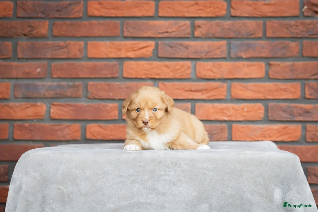 Nova Scotia Duck Tolling Retriever honden te koop: Super gesocialiseerd Toller Pups! - Advertentie 1
