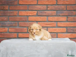 Nova Scotia Duck Tolling Retriever honden Super gesocialiseerd Toller Pups! - Advertentie 18