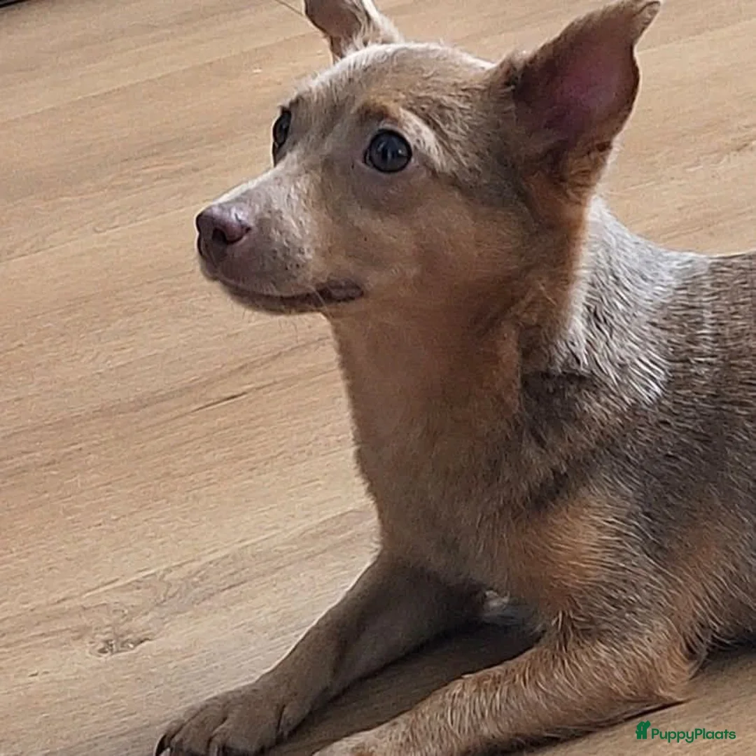 Kruising honden te koop: Weer 4 prachtige pups geboren - Advertentie 2