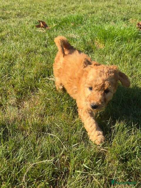 Goldendoodle honden Goldendoodles F1B - Advertentie 2