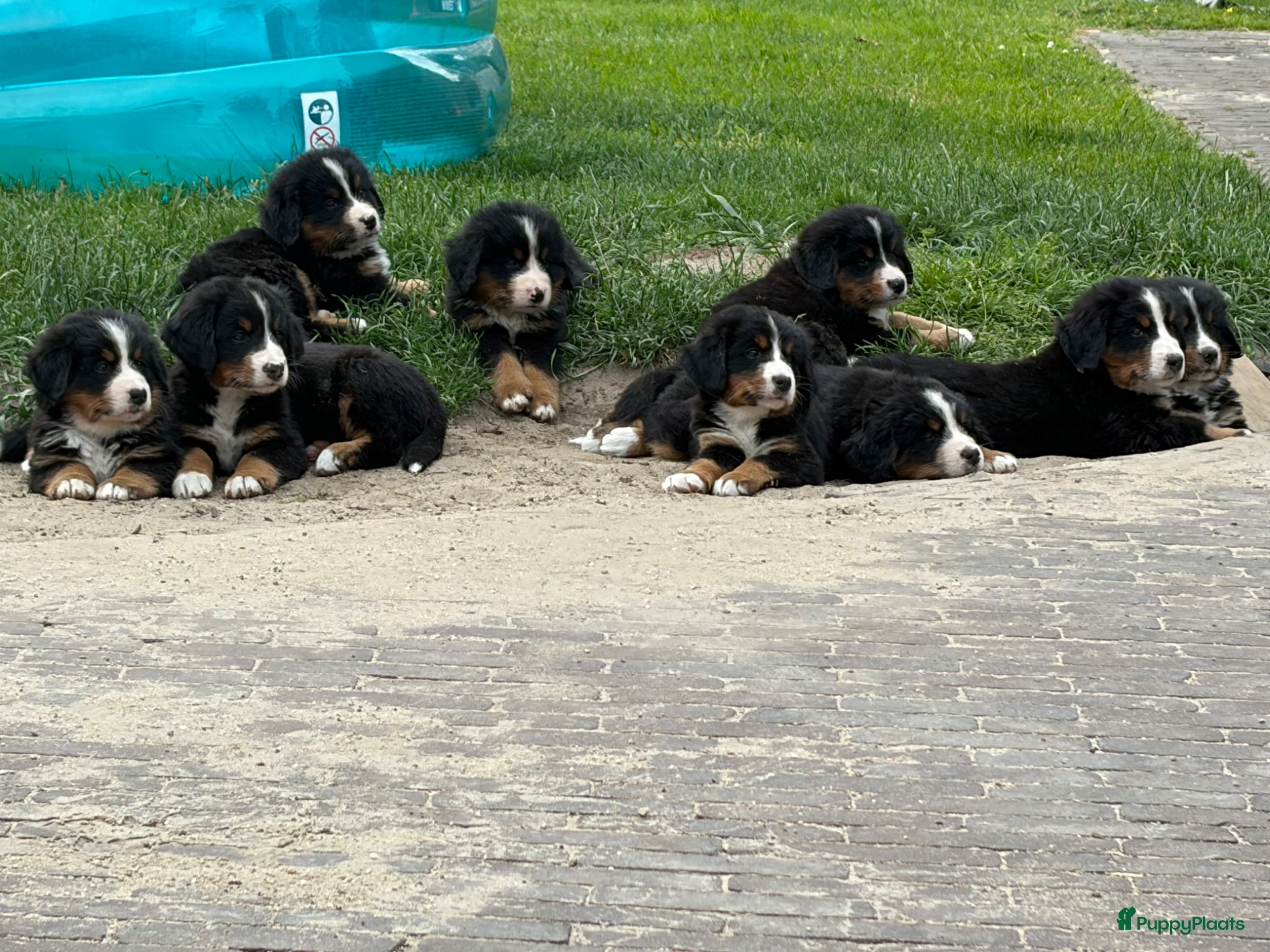 Berner Sennenhond honden te koop: 4 reutjes Berner sennen in Lunteren - Advertentie 3
