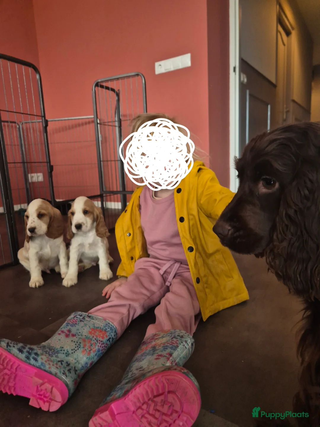 Engelse Cocker Spaniel honden te koop: Lieve Engelse cocker spaniel pup - Advertentie 3