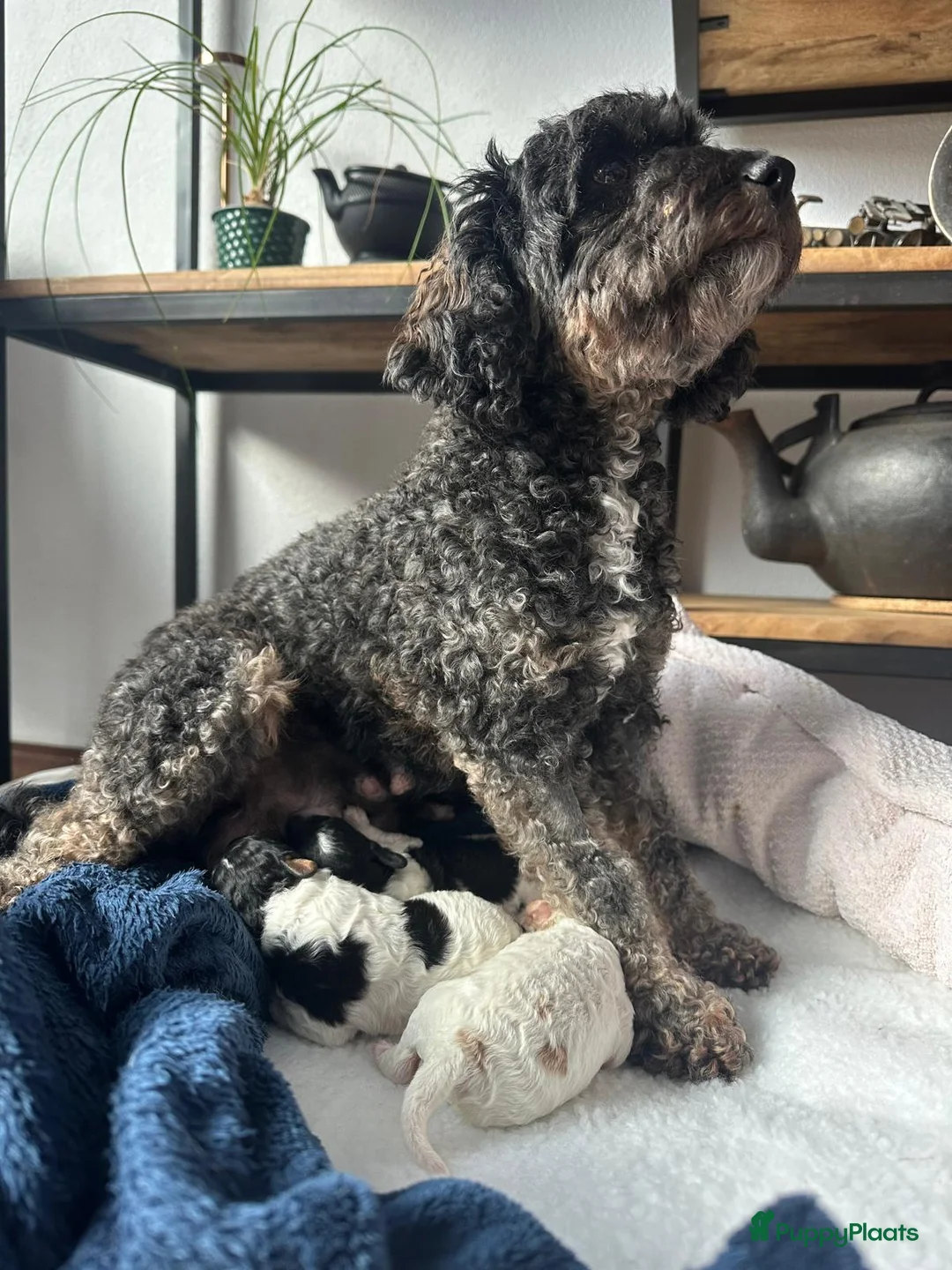 Poedel Toy honden te koop: 3 toy poedel reutjes - Advertentie 12