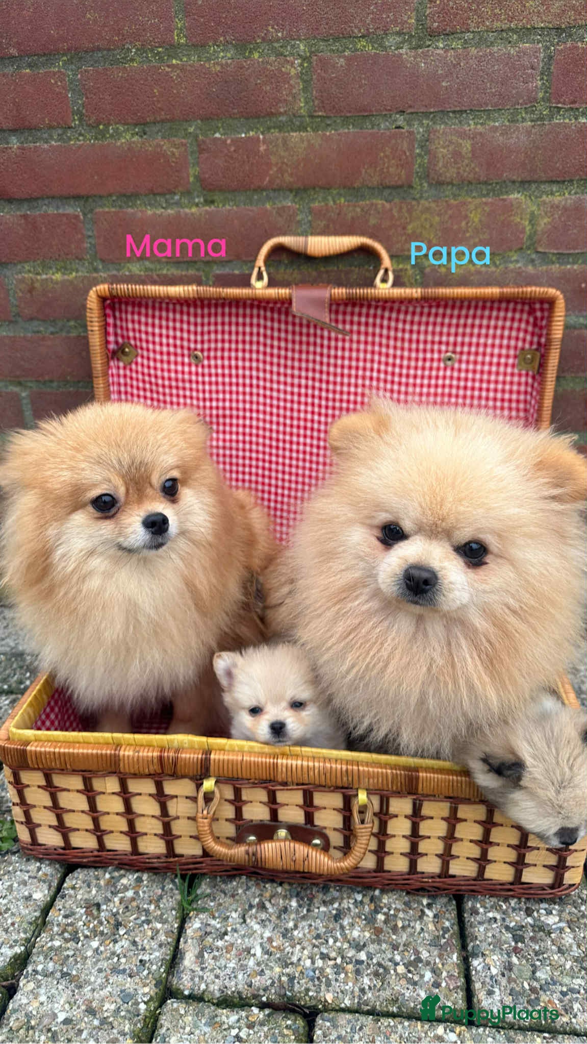 Pomeriaan honden Pomeriaan teefjes  - Advertentie 1