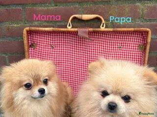 Pomeriaan honden te koop: Pomeriaan teefjes - Advertentie 1