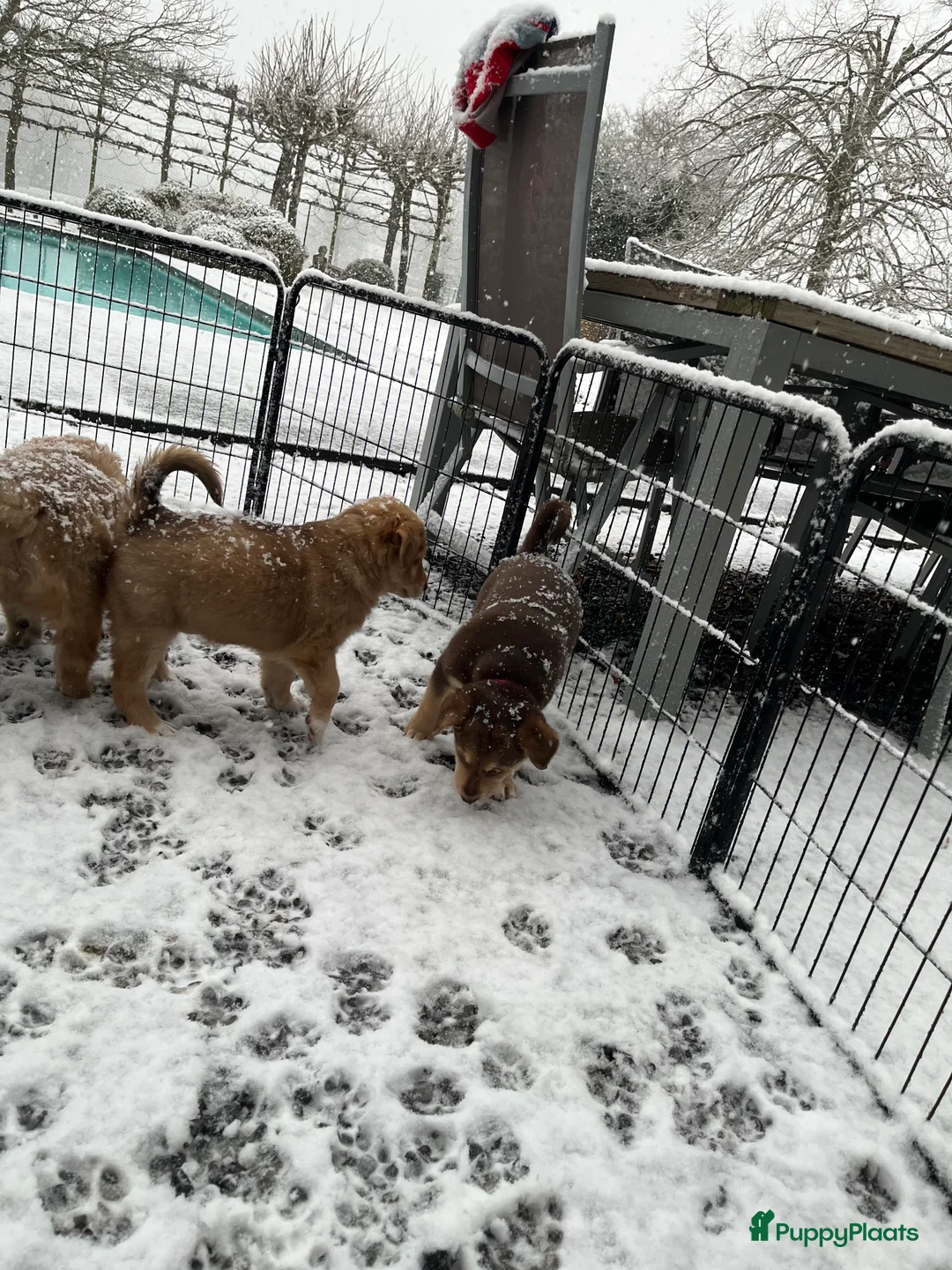 Kruising honden te koop: 🐾 Lieve, sociale pups zoeken hun gouden mandje 🐾 - Advertentie 6