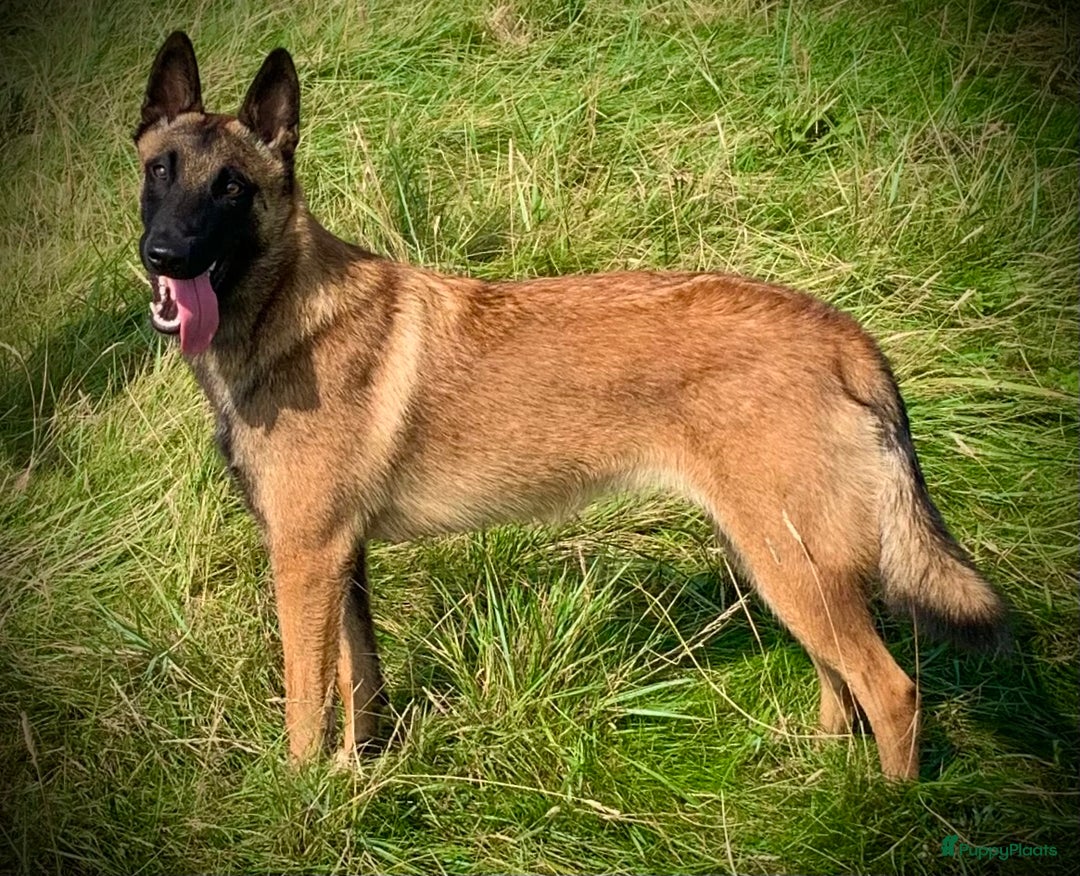 Mechelse Herder honden te koop: Mechelse herder pups met stamboom F.C.I - Advertentie 12