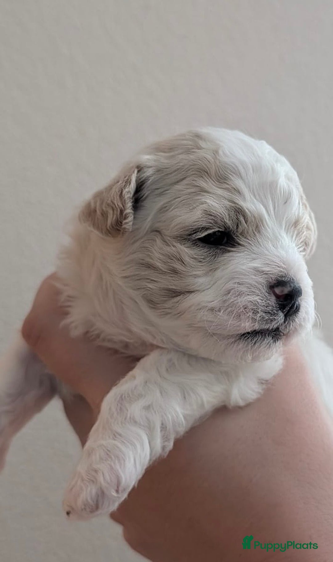 Kruising honden te koop: Lief boomer nestje  - Advertentie 8