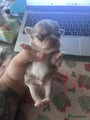Chihuahua Puppy 2