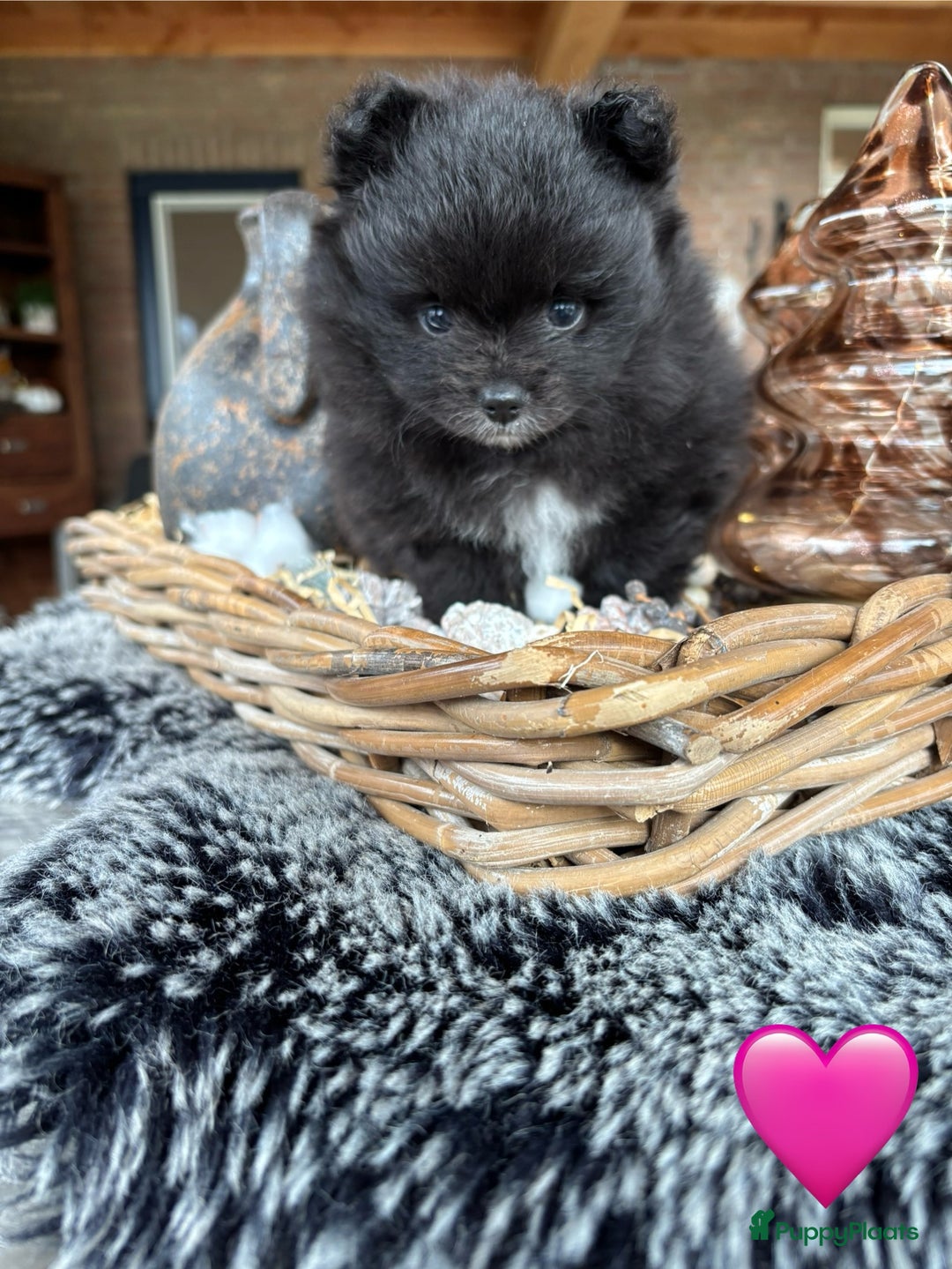 Pomeriaan honden te koop: Pomeriaan pups - Advertentie 7