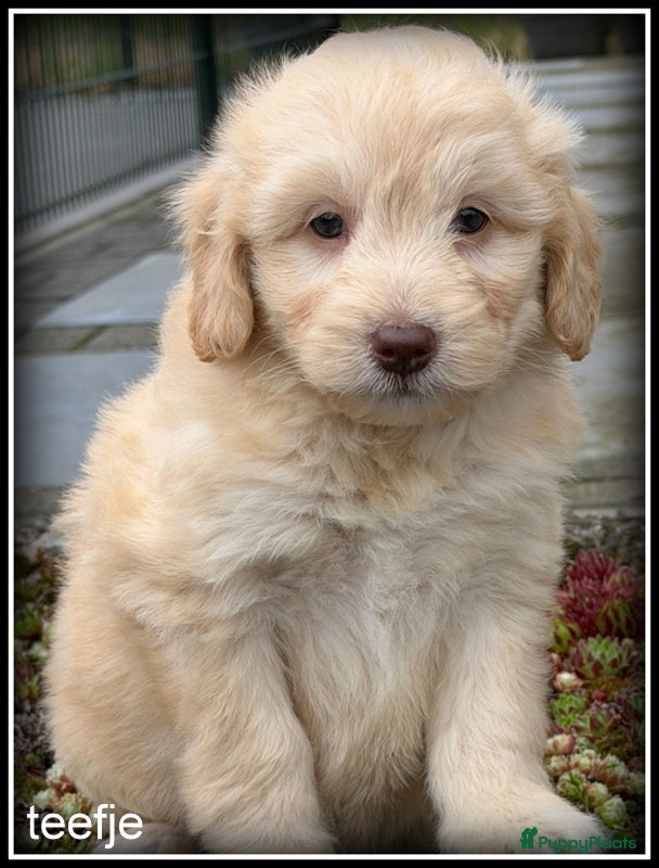 Kruising honden Bordoodle pups. Bordoodle x Labradoodle - Advertentie 2