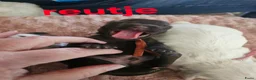 Malshi honden te koop: Malchi  - Advertentie 10