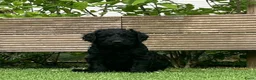 Kruising honden te koop: (Australian) Labradoodle pups - Advertentie 2
