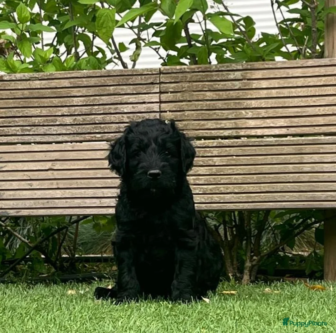 Kruising honden te koop: (Australian) Labradoodle pups - Advertentie 2