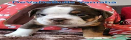 Old English Bulldog honden te koop: 2 Old english bulldog reutjes mogen nest verlaten  - Advertentie 8