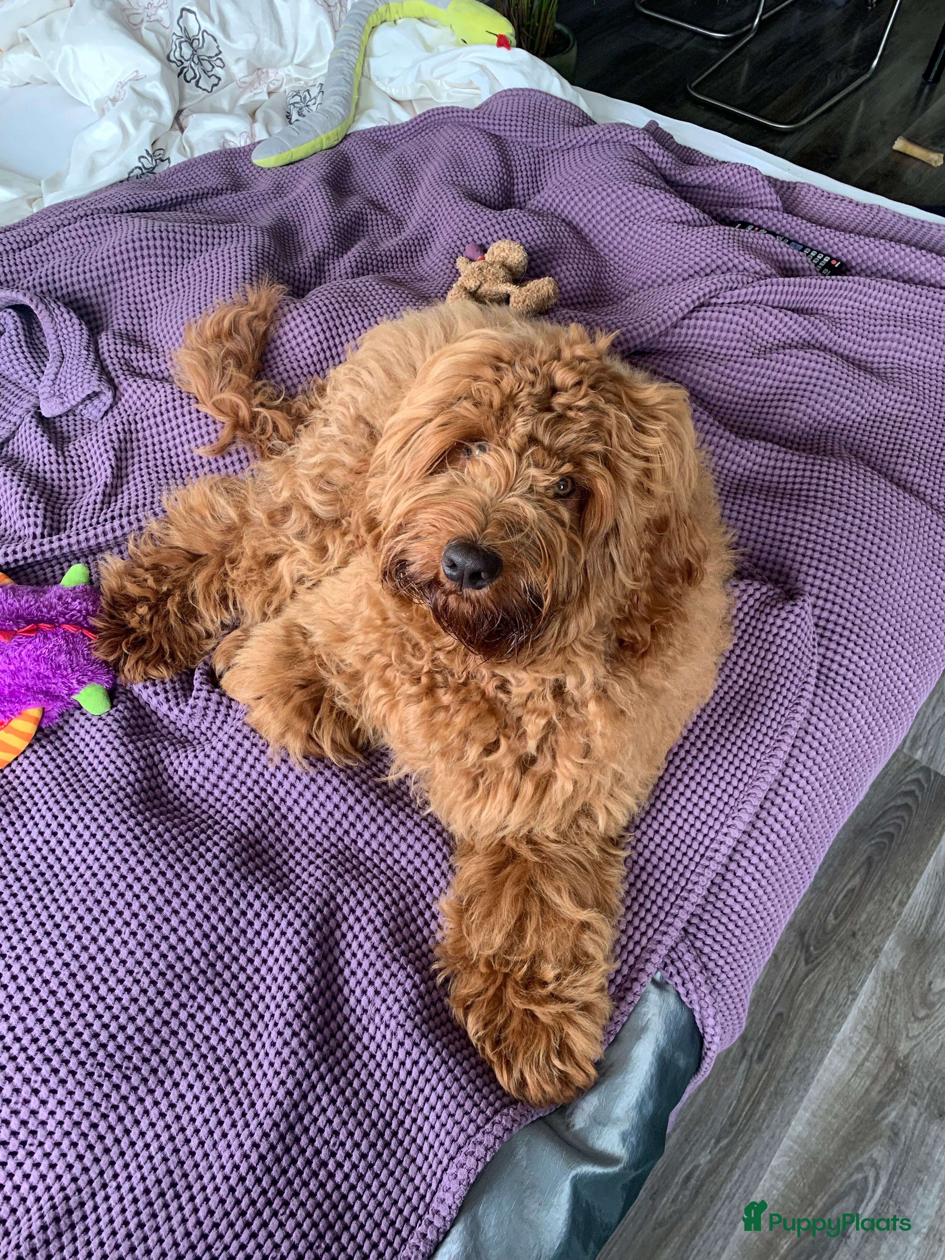 Australian Labradoodle honden Australian Labradoodle dekreu – volledig getest - Advertentie 5