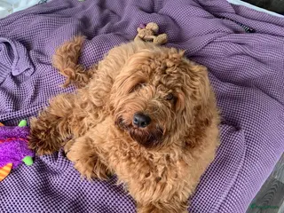 Australian Labradoodle honden Australian Labradoodle dekreu – volledig getest - Advertentie 5