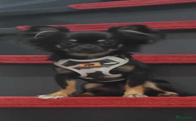 Chihuahua honden - Advertentie 6