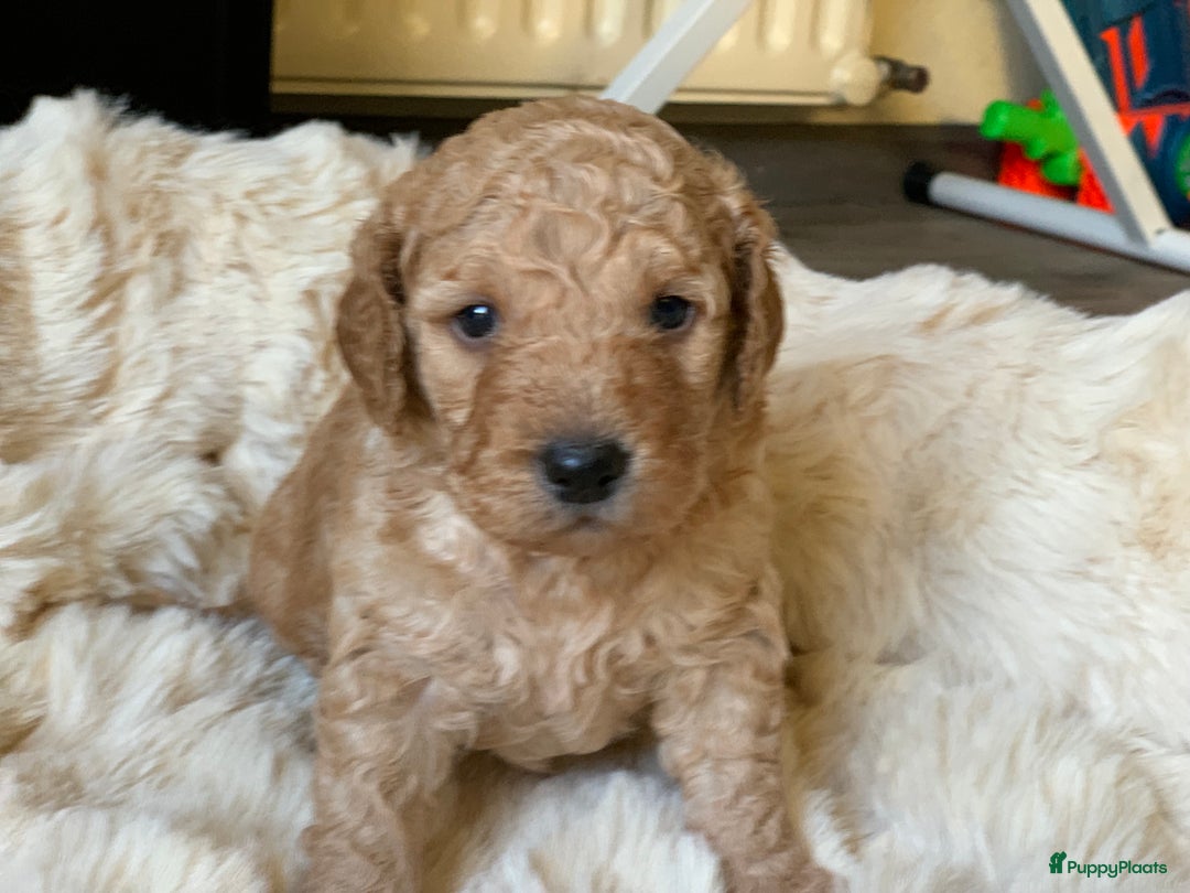 Kruising honden te koop: Goldendoodle Medium Pups Geboren - Advertentie 6