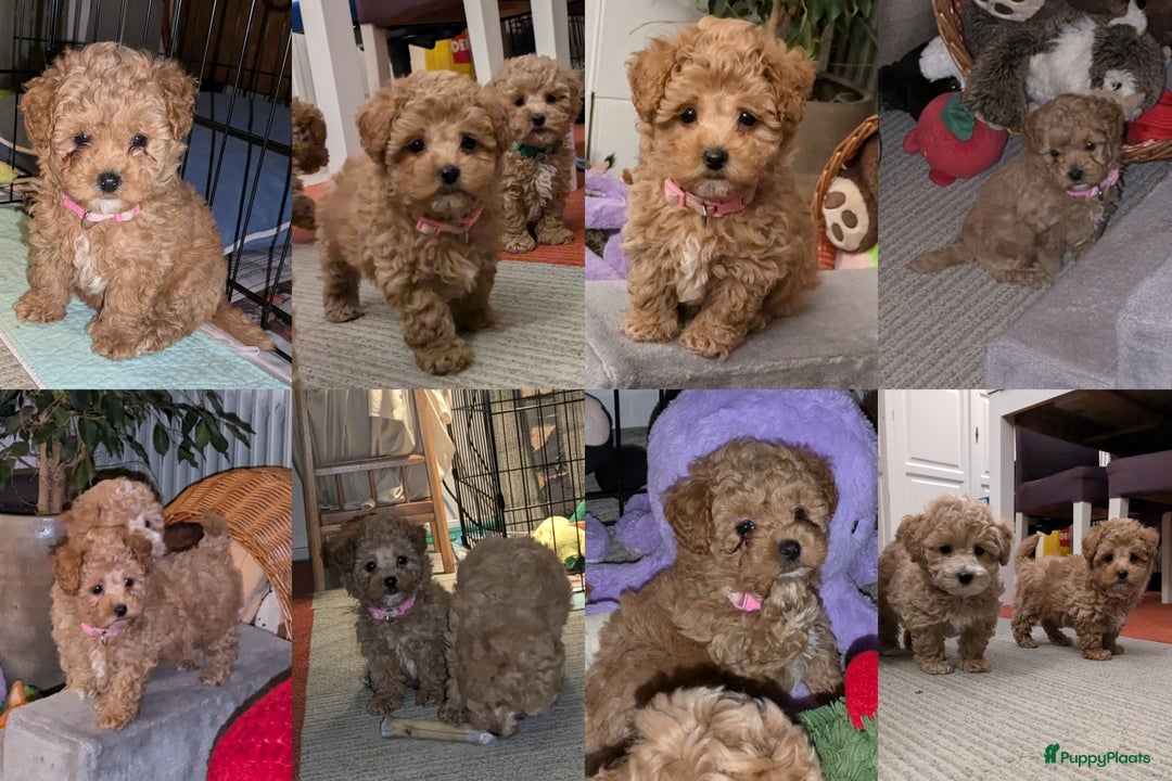 Maltipoo honden te koop: Maltipoo F1b worden rond kerst geboren 🥰 !  - Advertentie 19