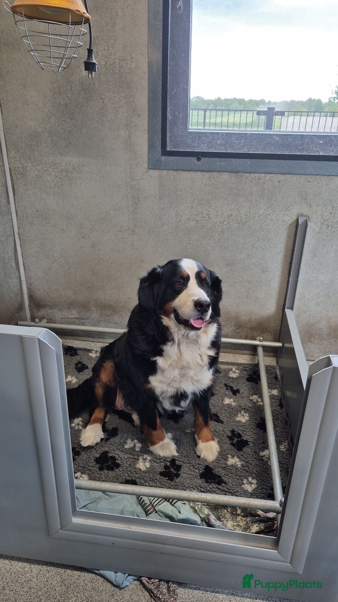 Berner Sennenhond honden Berner sennen reutje gereserveerd - Advertentie 18