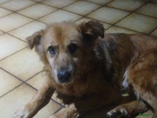 Kruising honden - Advertentie 6