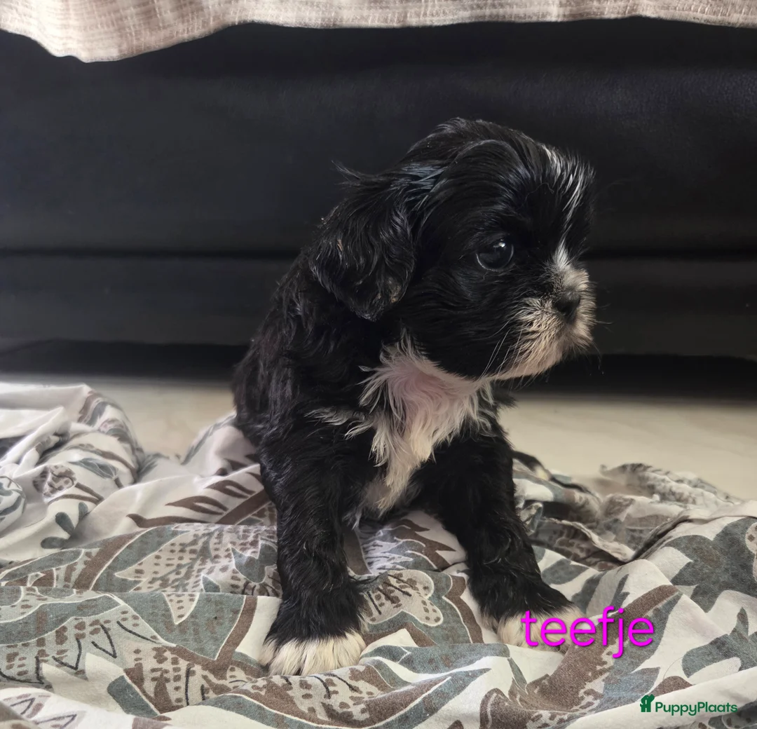 Boomer honden te koop: 9 schattige 🐶boomerpups🐶 zoeken personeel - Advertentie 2