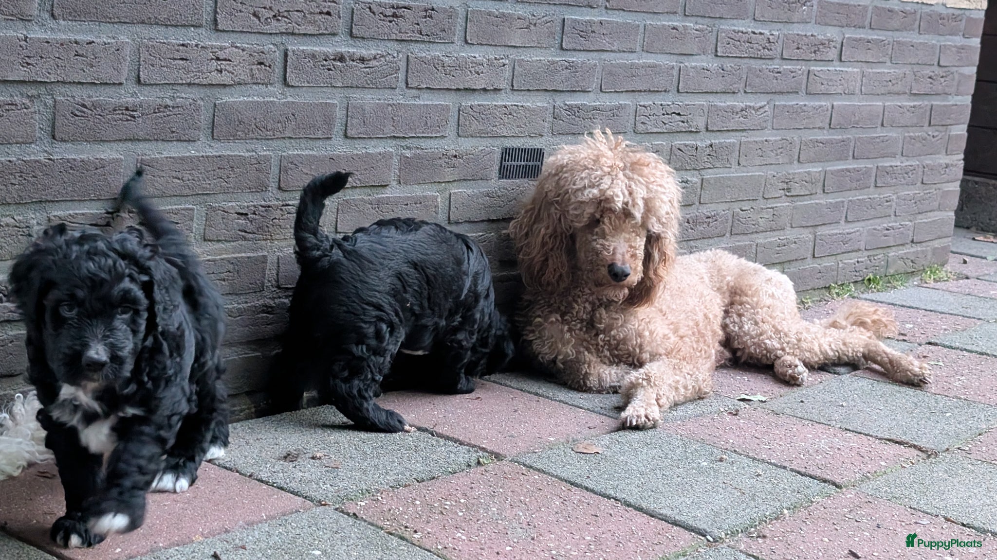 Bernedoodle honden te koop: Bernedoodle pups (Koningspoedel x Berner Sennen) in Nunspeet - Advertentie 13