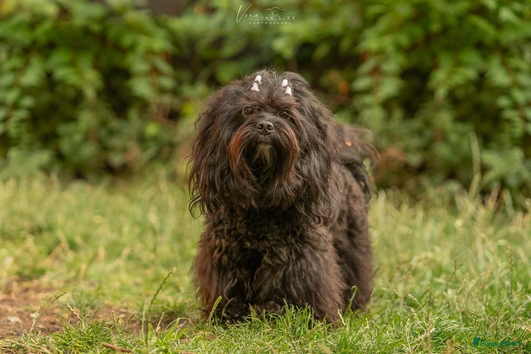 Kruising honden ter dekking: Uitgebreid geteste Boompoo dekreu  - Advertentie 2