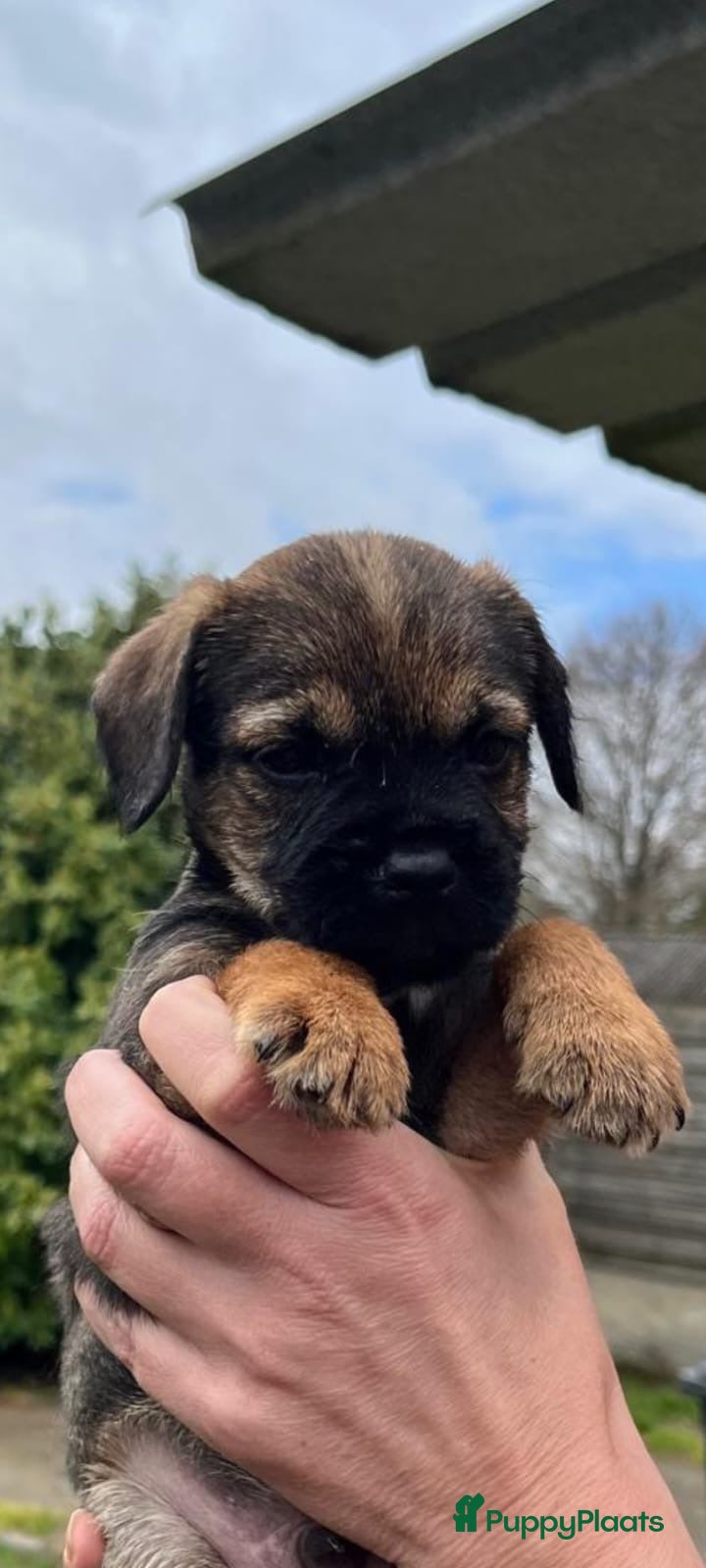 Border Terriër honden Super lieve border terriër pups te koop - Advertentie 2